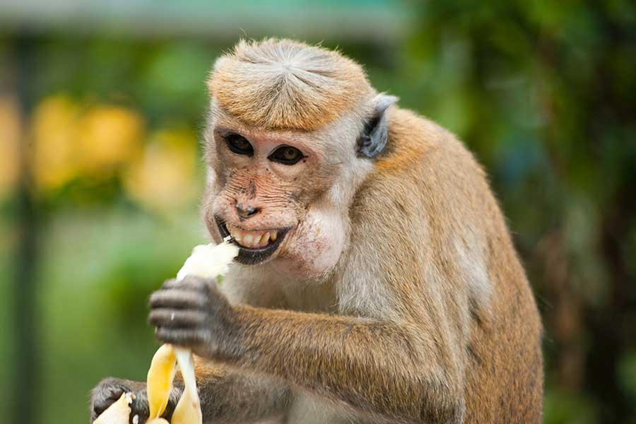 ग्लोबल बार्मिंग को कैसे सुलझाएँ